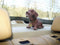 Formula 563014 Knikkende hond (l x b) 30 cm x 10 cm Bruin