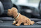 Formula 563014 Knikkende hond (l x b) 30 cm x 10 cm Bruin