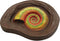 Fossils Paleo Lab
