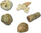 Fossils Paleo Lab