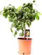 Citrus Red Lime op stam ↨ 80cm - hoge kwaliteit planten
