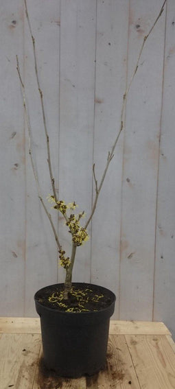 Toverhazelaar Hamamelis 80 cm