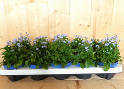 Vergeet-mij-niet 10 stuks in tray kleur blauw