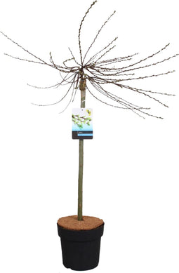 Plant in a Box - Salix repens 'Iona' - Zwitserse dwergwilg op stam - Boompjes - Potmaat 19 cm - Hoogte 80-90 cm - Zilvergroen