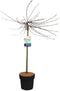 Plant in a Box - Salix repens 'Iona' - Zwitserse dwergwilg op stam - Boompjes - Potmaat 19 cm - Hoogte 80-90 cm - Zilvergroen