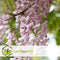 Plant in a Box - Wisteria floribunda 'Rosea' - Set van 2 - Japanse blauwe regen - Bloeiende sierplant - Pot 15cm - Hoogte 60-70cm