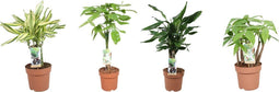 Goed & Groen - Combipakket - Dracaena Diamond Dream en Steudneri en Pachira aquatica (multistam en gevlochten stam) -↨ 55cm - Potmaat 17 - Kwaliteit Planten - Kamer Plant - Kamerplanten - Sfeer