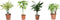 Goed & Groen - Combipakket - Dracaena Diamond Dream en Steudneri en Pachira aquatica (multistam en gevlochten stam) -↨ 55cm - Potmaat 17 - Kwaliteit Planten - Kamer Plant - Kamerplanten - Sfeer