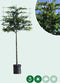 Leihaagbeuk 240 cm | Carpinus betulus 16-20 cm 240 cm| Bomenbezorgd.nl