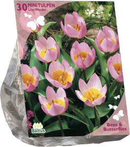 Bees & Butterflies - Tulipa Bakari Lilac Wonder - per 30 Bloembollen - Najaarsbloeier