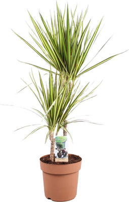 Goed & Groen - Dracaena marginata 'Sunray' - ↨ 80cm - Potmaat 21 - Exclusieve Kwaliteit Planten - Kamer Plant - Kamerplanten - Sfeer - Interieur