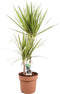 Goed & Groen - Dracaena marginata 'Sunray' - ↨ 80cm - Potmaat 21 - Exclusieve Kwaliteit Planten - Kamer Plant - Kamerplanten - Sfeer - Interieur