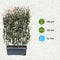 Photinia Fraseri 'Red Robin' - Glansmispel - Kant-en-Klaar Haag - 120 x 180 cm