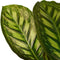 Calathea Flamestar met Elho brussels living black ↨ 70cm - hoge kwaliteit planten