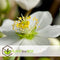 Plant in a Box - Helleborus niger Mont Blanc - set van 3 - Kerstrozen winterhard - tuinplanten - Pot 12cm - Hoogte 20-30cm