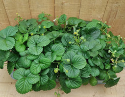 Fragaria Aardbei 10 potjes per tray