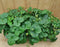 Fragaria Aardbei 10 potjes per tray