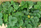 Fragaria Aardbei 10 potjes per tray