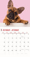 Franse Bulldog Studio Kalender 2025