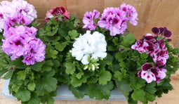Franse Geranium Pelagonium 6 potjes per tray kleur mix