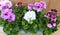 Franse Geranium Pelagonium 6 potjes per tray kleur mix