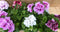 Franse Geranium Pelagonium 6 potjes per tray kleur mix