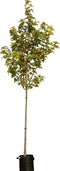 Freeman esdoorn | Acer freemanii Autumn Blaze 10-14 cm | Bomenbezorgd.nl