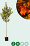 Freeman esdoorn | Acer freemanii Autumn Blaze 10-14 cm | Bomenbezorgd.nl