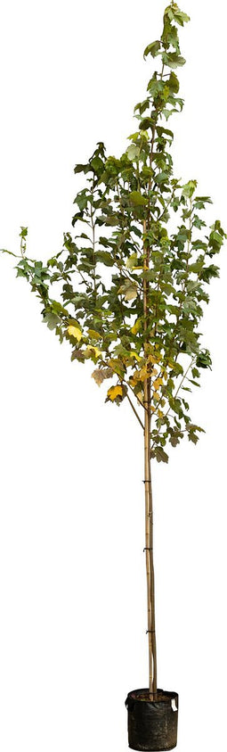 Freeman esdoorn Acer freemanii Autumn Blaze 250 cm