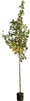 Freeman esdoorn Acer freemanii Autumn Blaze 250 cm