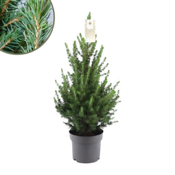 Fresh from Nature - echte Kerstboom pot Ø19 cm - ca. 70 cm hoogte - Picea glauca Conica - Kerstmis