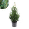 Fresh from Nature - echte Kerstboom pot Ø19 cm - ca. 70 cm hoogte - Picea glauca Conica - Kerstmis