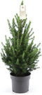 Fresh from Nature - echte Kerstboom pot Ø19 cm - ca. 70 cm hoogte - Picea glauca Conica - Kerstmis