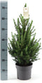 Fresh from Nature - echte Kerstboom pot Ø19 cm - ca. 70 cm hoogte - Picea glauca Conica - Kerstmis