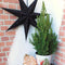 Fresh from Nature - echte Kerstboom pot Ø19 cm - ca. 70 cm hoogte - Picea glauca Conica - Kerstmis