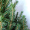 Fresh from Nature - echte Kerstboom pot Ø19 cm - ca. 70 cm hoogte - Picea glauca Conica - Kerstmis