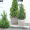 Fresh from Nature - echte Kerstboom pot Ø19 cm - ca. 70 cm hoogte - Picea glauca Conica - Kerstmis