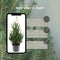 Fresh from Nature - echte Kerstboom pot Ø19 cm - ca. 70 cm hoogte - Picea glauca Conica - Kerstmis