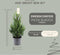 Fresh from Nature - echte Kerstboom pot Ø19 cm - ca. 70 cm hoogte - Picea glauca Conica - Kerstmis