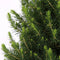 Fresh from Nature - echte Kerstboom pot Ø19 cm - ca. 70 cm hoogte - Picea glauca Conica - Kerstmis