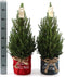 Fresh from Nature - Kleine Kerstboom in Kerstmis pot - echte Kerstboom - ca. 70 cm hoogte - Picea glauca Conica - Kerstmis