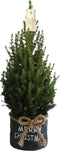 Fresh from Nature - Kleine Kerstboom in Kerstmis pot - echte Kerstboom - ca. 70 cm hoogte - Picea glauca Conica - Kerstmis