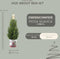 Fresh from Nature - Kleine Kerstboom in Kerstmis pot - echte Kerstboom - ca. 70 cm hoogte - Picea glauca Conica - Kerstmis