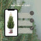 Fresh from Nature - Kleine Kerstboom in Kerstmis pot - echte Kerstboom - ca. 70 cm hoogte - Picea glauca Conica - Kerstmis