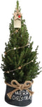 Fresh from Nature - Kleine Kerstboom in Kerstmis pot - echte Kerstboom - ca. 70 cm hoogte - Picea glauca Conica - Kerstmis