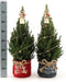 Fresh from Nature - Kleine Kerstboom in Kerstmis pot - echte Kerstboom - ca. 70 cm hoogte - Picea glauca Conica - Kerstmis