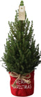 Fresh from Nature - Kleine Kerstboom in Kerstmis pot met verlichting 'Pinecone light' - echte kerstboom - ca. 70 cm hoogte - Picea glauca Conica - Kerstmis