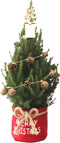 Fresh from Nature - Kleine Kerstboom in Kerstmis pot met verlichting 'Pinecone light' - echte kerstboom - ca. 70 cm hoogte - Picea glauca Conica - Kerstmis
