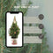 Fresh from Nature - Kleine Kerstboom in Kerstmis pot met verlichting 'Pinecone light' - echte kerstboom - ca. 70 cm hoogte - Picea glauca Conica - Kerstmis