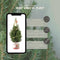 Fresh from Nature - Kleine Kerstboom in Kerstmis pot met verlichting 'Starlight' - echte kerstboom - ca. 70 cm hoogte - Picea glauca Conica - Kerstmis